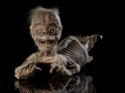 A mermaid model of a sprite: The Horniman Museum's 19th century monkey-fish