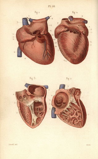 Sections of the heart. Engraving made in Paris, 1864.