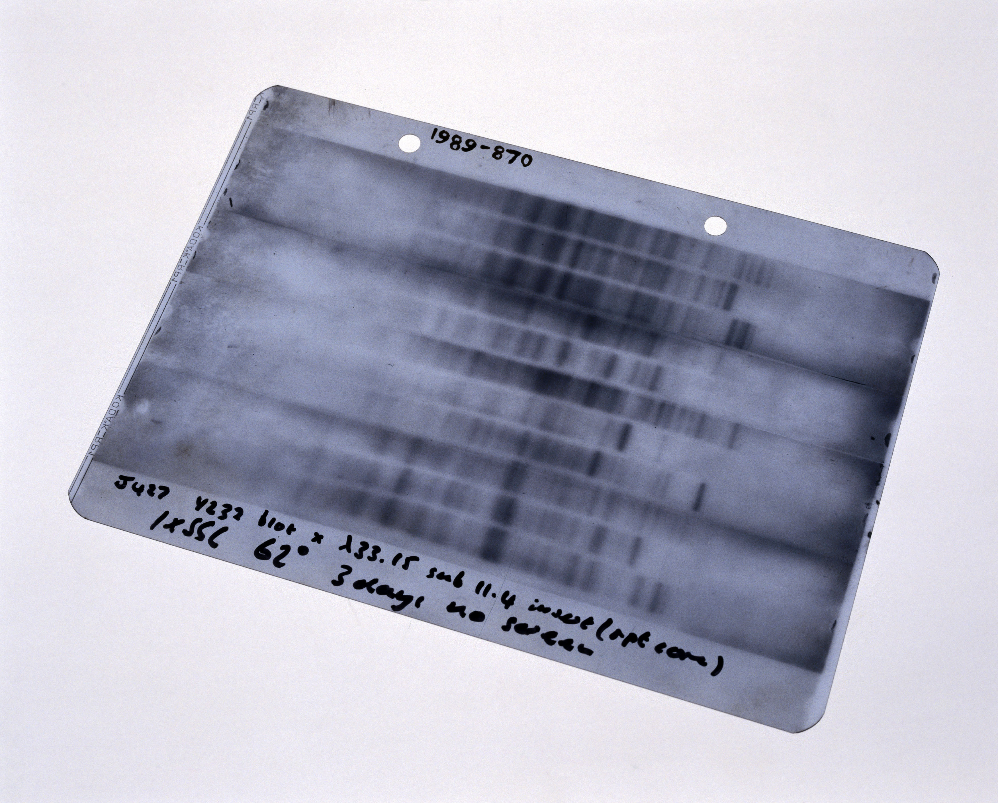 An autoradiograph of the first genetic fingerprint, 1984 © Science Museum / SSPL