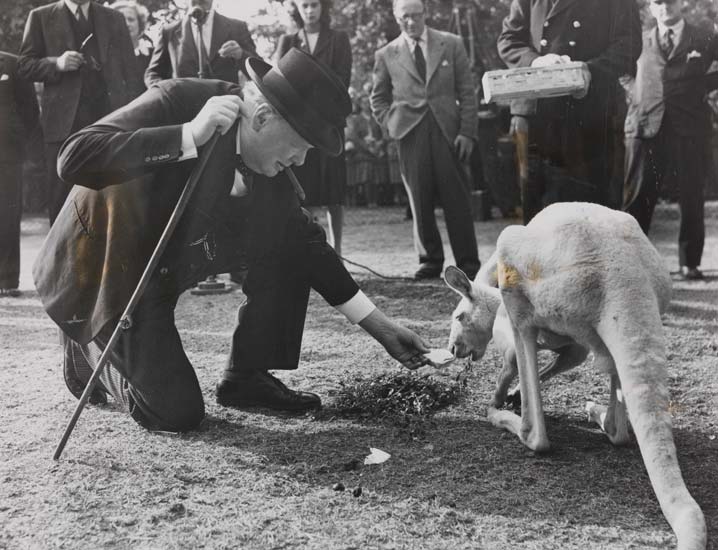 Winnie Meets 'Digger' at London Zoo, 10 September 1947, Daily Herald Archive, National Media Museum Collection