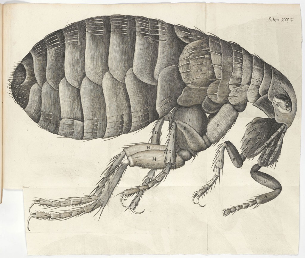 Illustration of a flea in Micrographia by Robert Hooke. © Science Museum / SSPL