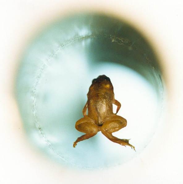 Levitating frog. Credit: Andre Geim