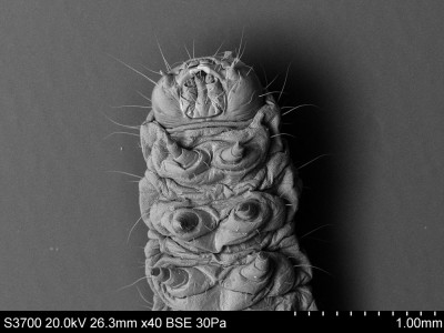 Scanning electron microscope 40x- Portrait of a webbing clothes moth´ larva- Tineola bisselliella Credit- © Trustees of the British Museum. Used under Creative Commons CC BY-NC-SA 4.0 license.