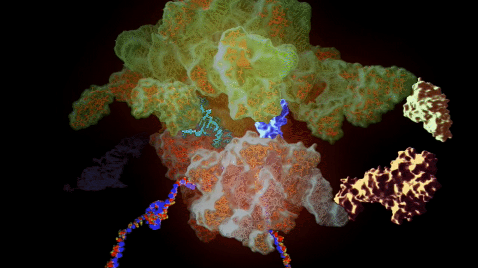 An animated model of protein synthesis by a Ribosome found in bacteria. Credit: Ramakrishnan Lab