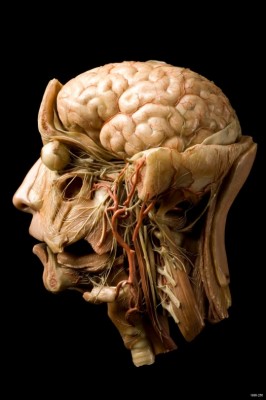 This wax model of the head was used in the 19th century in medical lectures. Image: Science Museum