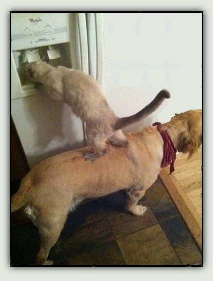 A cat and dog engaged in prosocial behaviour