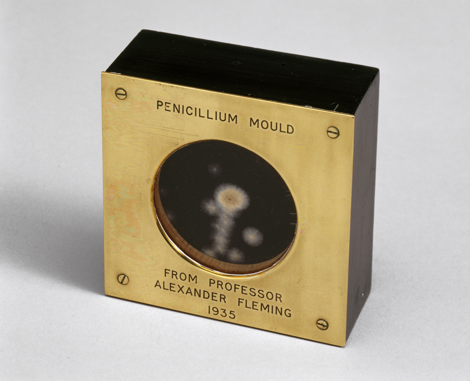 Sample of penicillin mould presented by Alexander Fleming, 1935. 