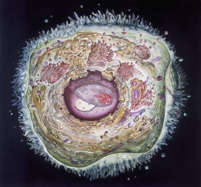 Painting of an idealised animal cell showing its internal structure, by John Barber and Cynthia Clark, October 1986.