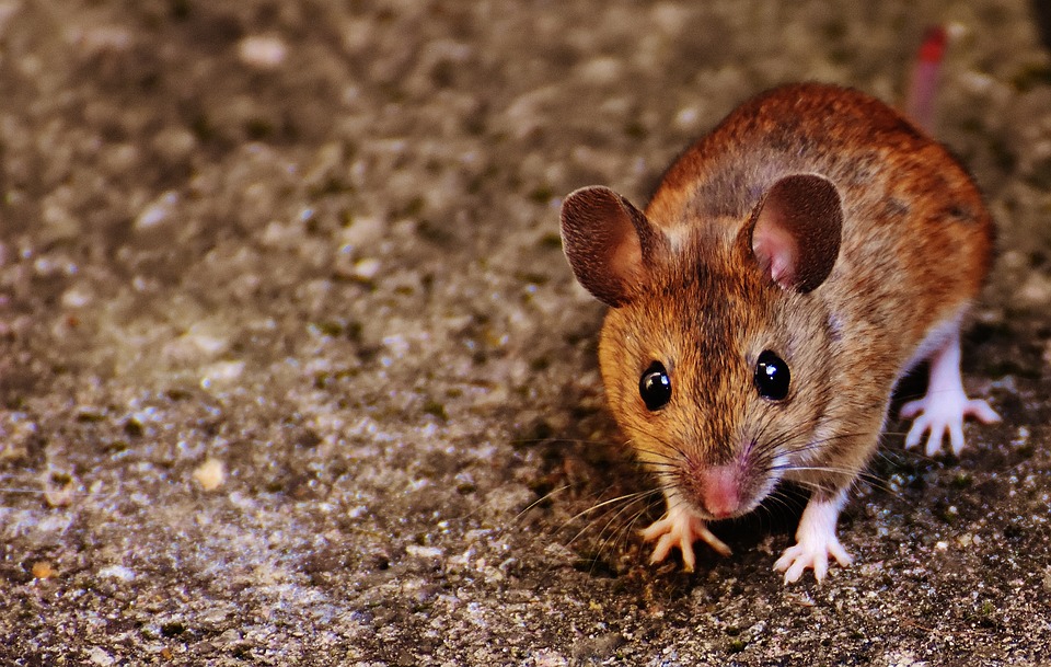 Researchers are considering mice as potential robot hosts. Credit: Max Pixel