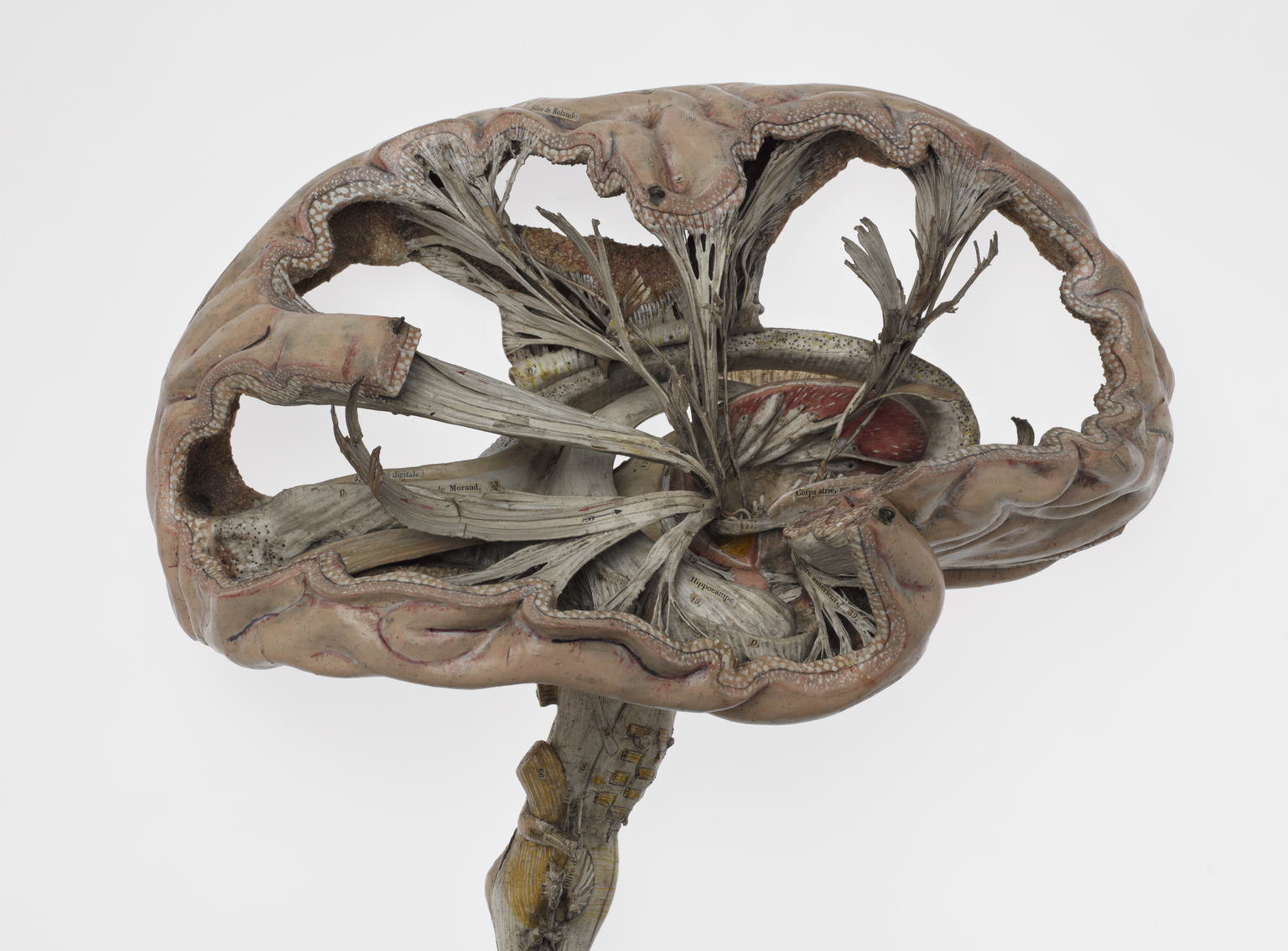 Model of a human brain, sectioned, French, first half 19th century.