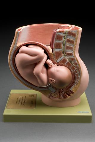 Anatomical model showing a nine month foetus in the womb