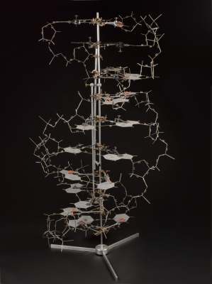Replica of Crick and Watson's 1953 DNA Double Helix Model, integrating plates from the original model. Science Museum Group Collection.