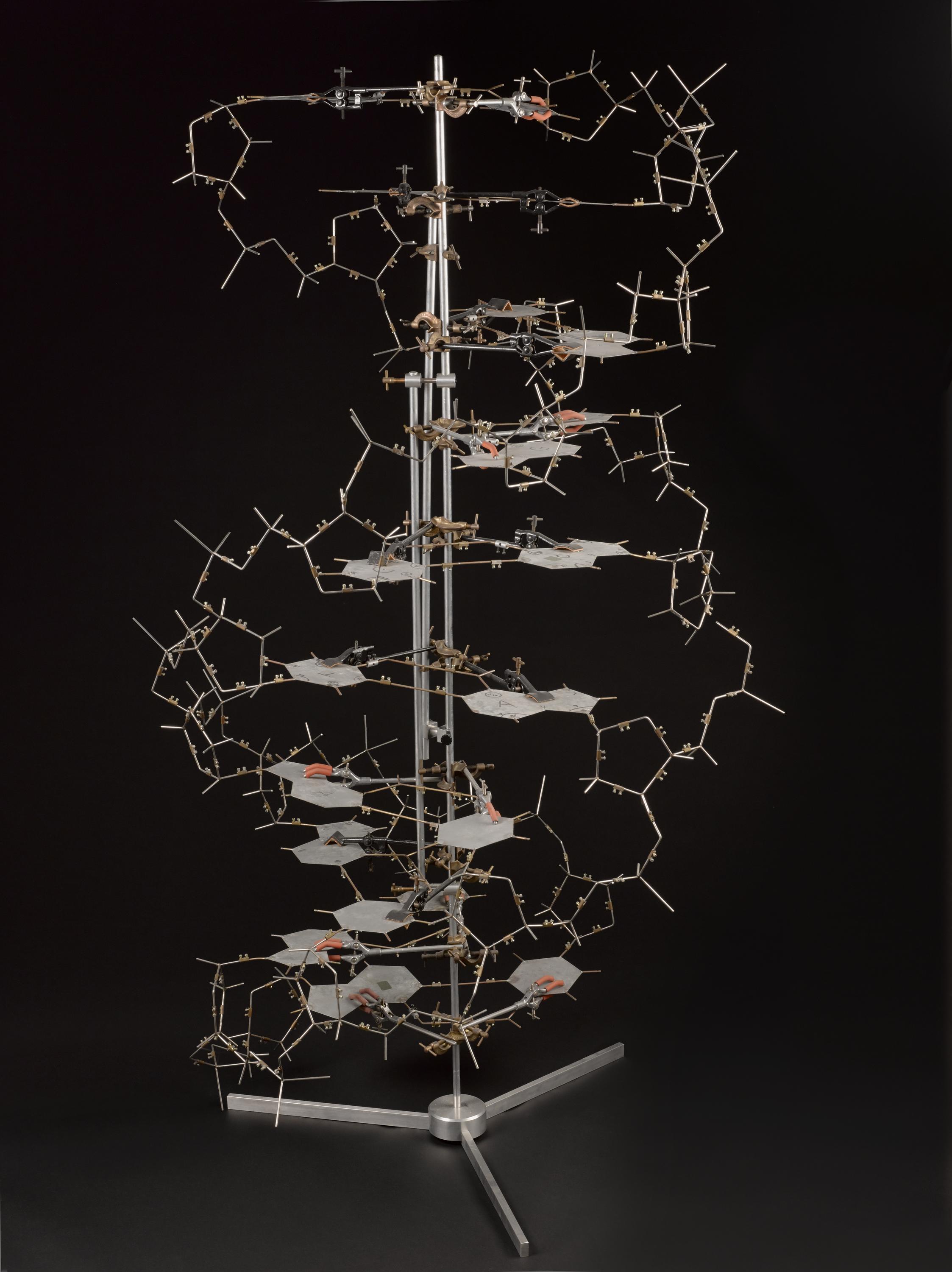 Replica of the Crick and Watson DNA model, by Science Museum, Workshops, South Kensington, London, England, 1996