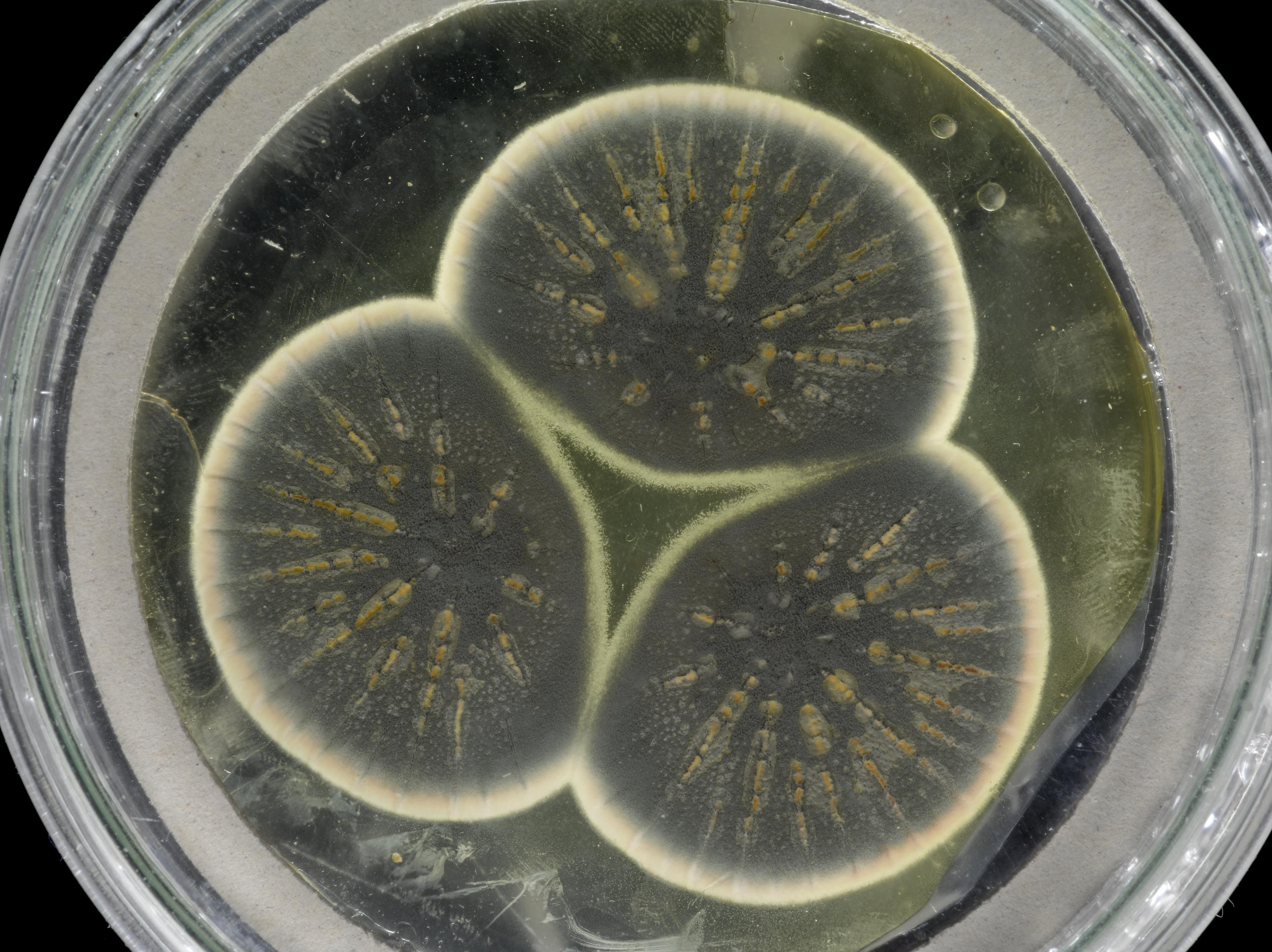 A dried down culture of the fungus Penicillium rubens derived from Sir Alexander Flemings penicillin producing strain, deposited in the CABI (Centre for Agriculture and Biosciences International) culture collection in the 1940s. This dish contains penicillium spores taken from Alexander Flemings research plates. By being fungal spores, this growth from 2017 is a clone of the penicillium that is commonly benchmarked as the first recorded observation of penicillin in 1928. The publication of his findings from this mould would lead him to share the Nobel Prize with associates Fleury and Chain in 1945.