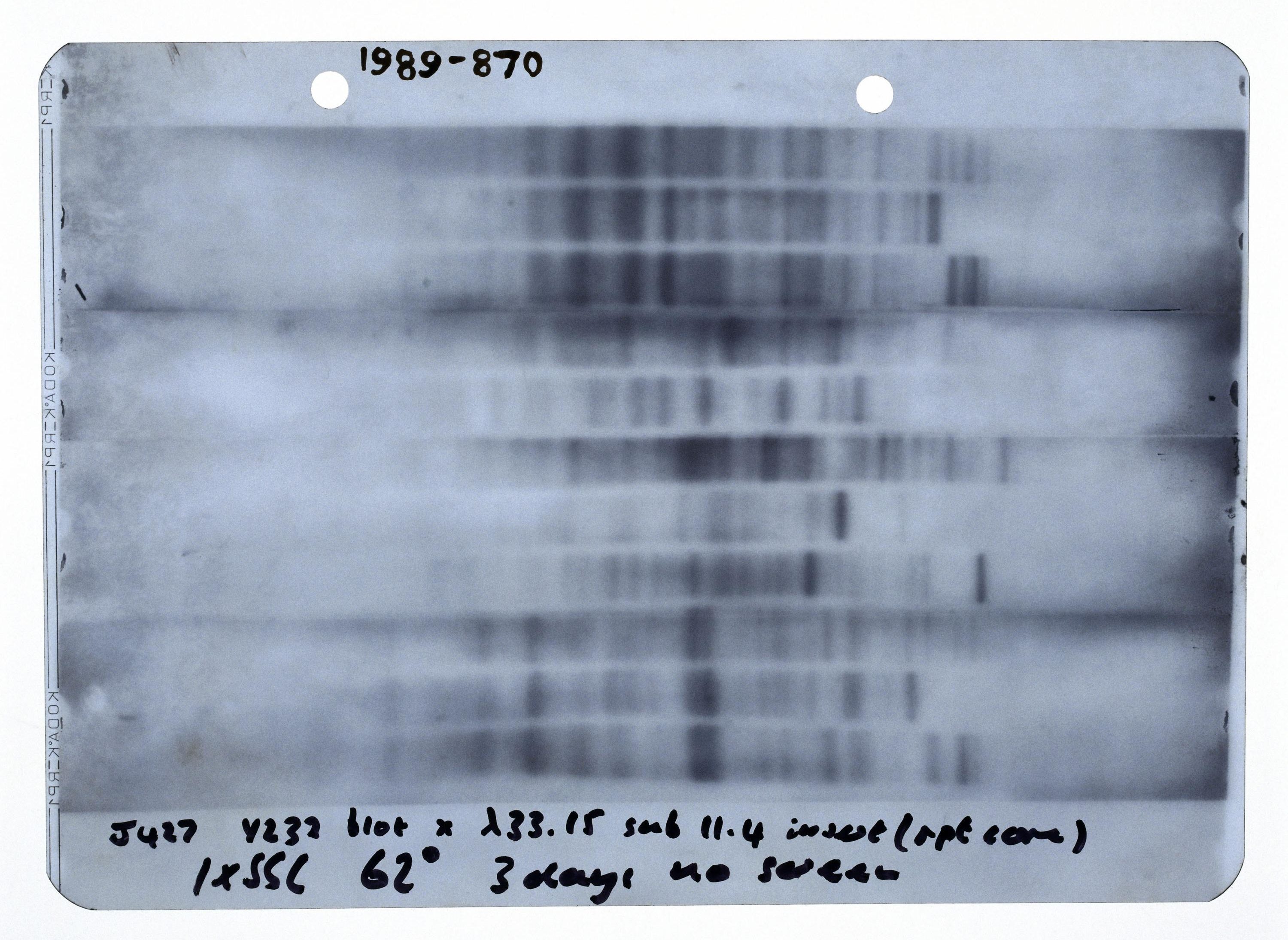 The first genetic fingerprint, prepared by Alec Jeffreys at Leicester University on 19 September 1984. Image: Science Museum Group