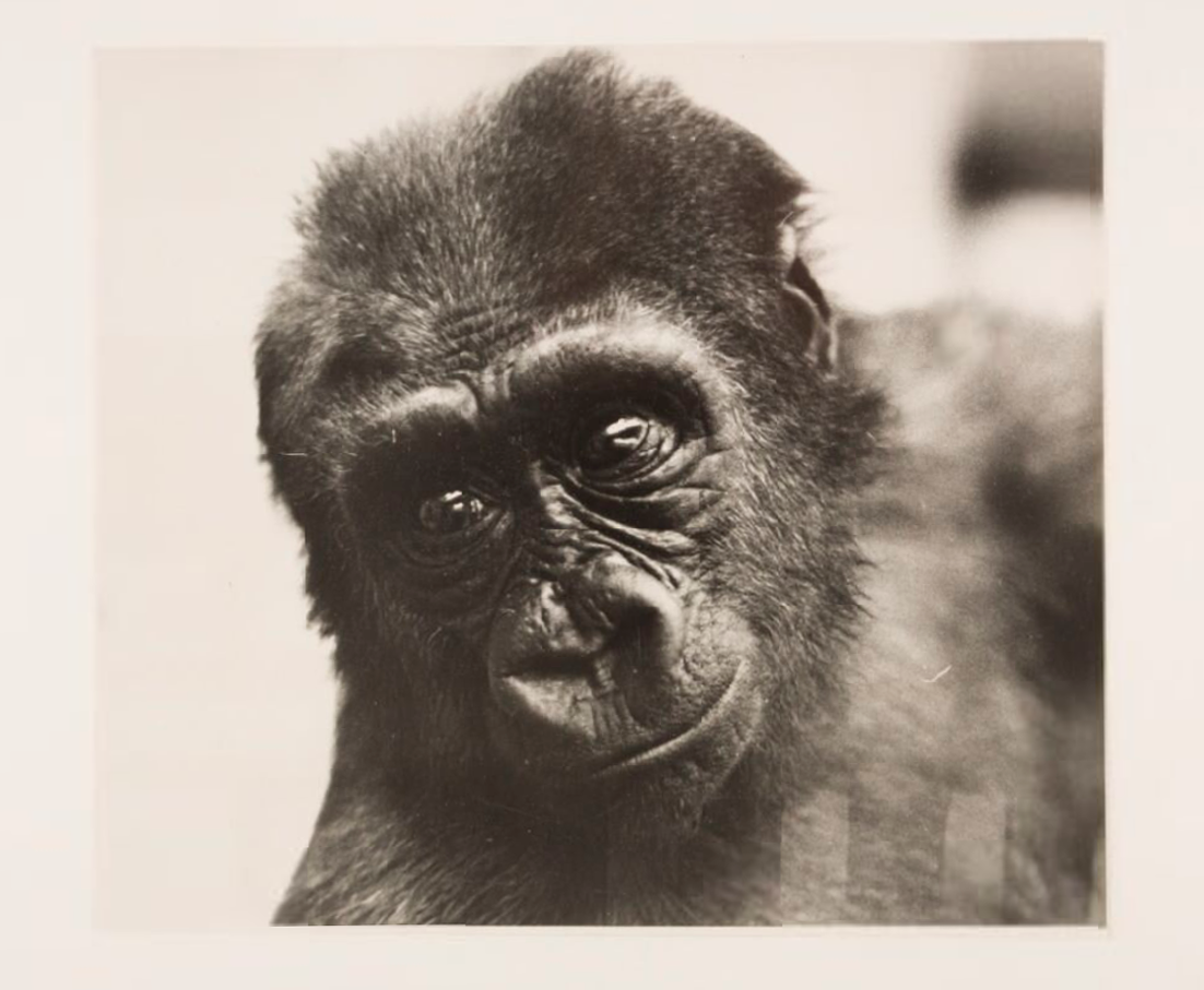 Photograph showing Jojo, a baby gorilla at Belle Vue, Manchester.