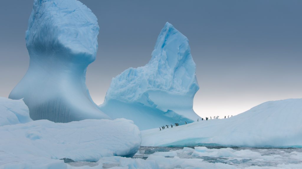 More than twenty gentoo penguins gather in the distance a line along an iceberg on their way to the sea with giant sculpted icebergs in the background