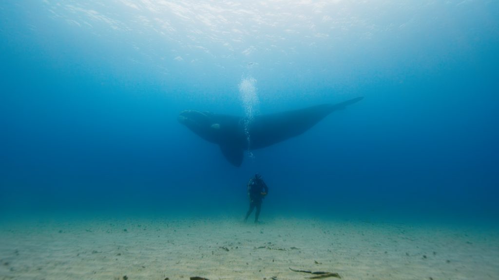 A diver standing on the sea bed below a with southern right whale.
