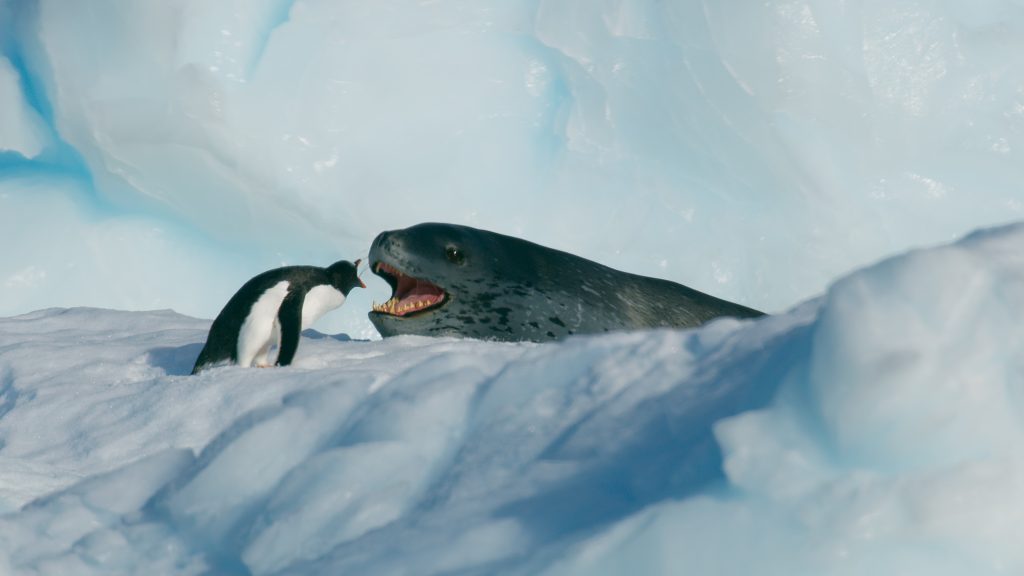 A gentoo penguin on an iceberg comes face to face with a leopard seal with its jaw wide open.