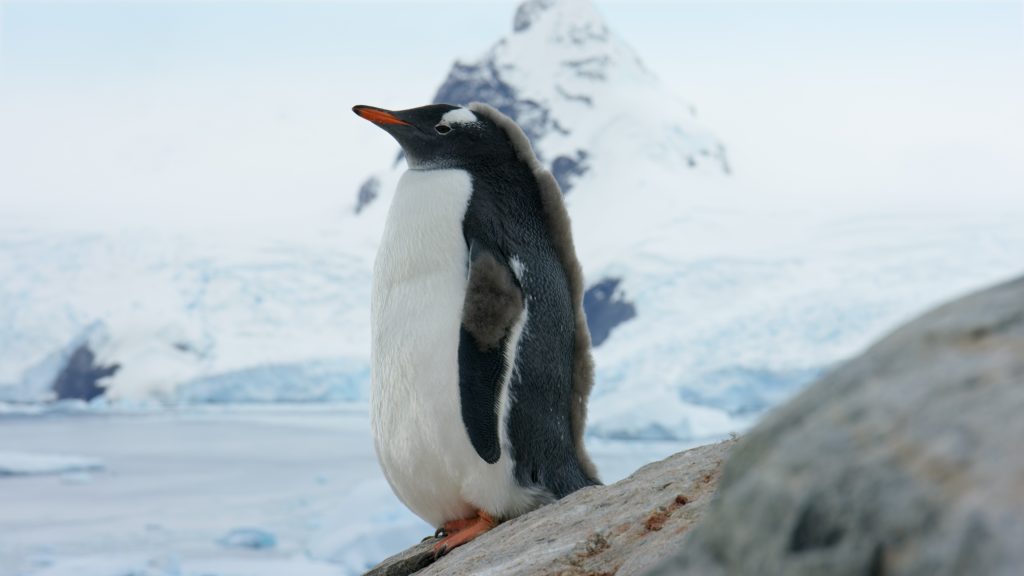 A young gentoo penguin sporting some of its remaining down feathers in mohawk style