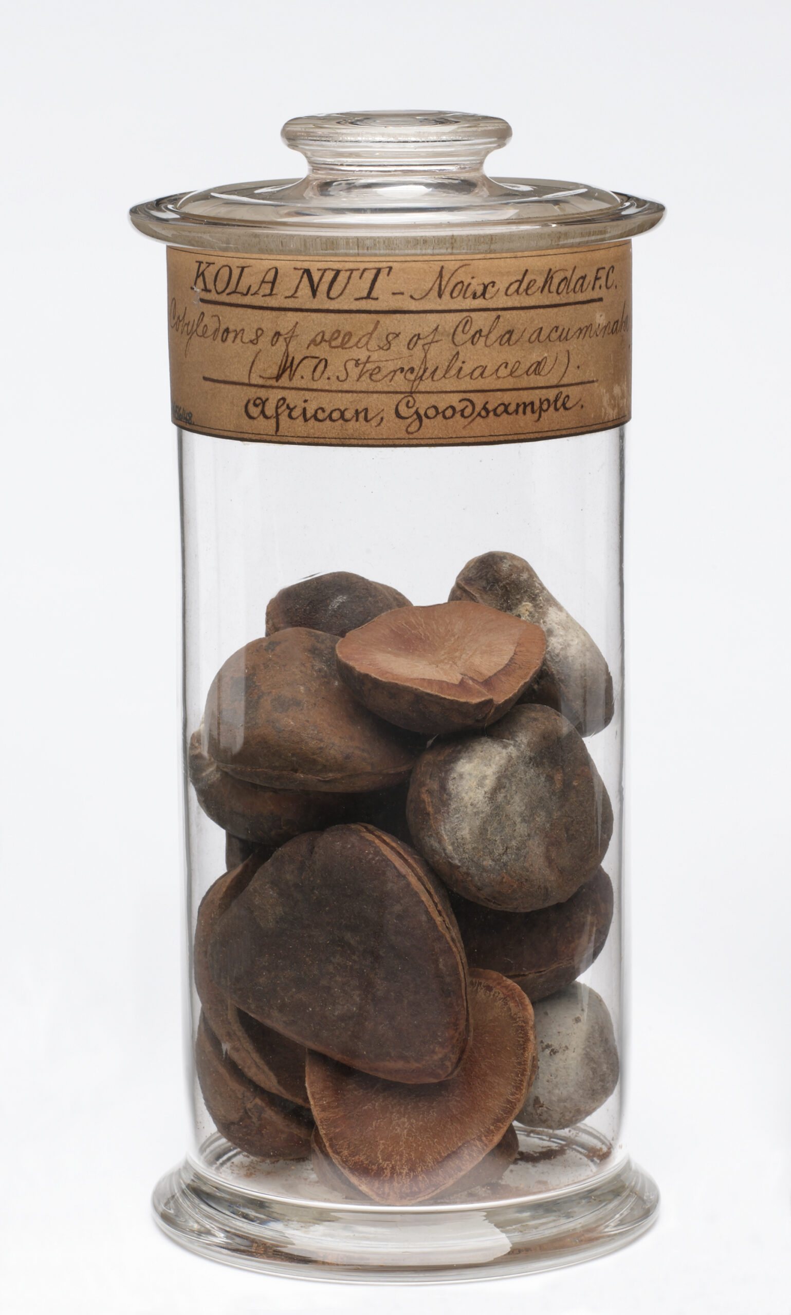 Jar containing large kola nuts from Africa, bottled in England, 1830-1920.