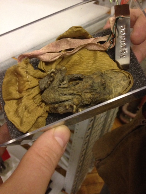 Amuletic dried frog in a silk bag from early 20th century south Devon.