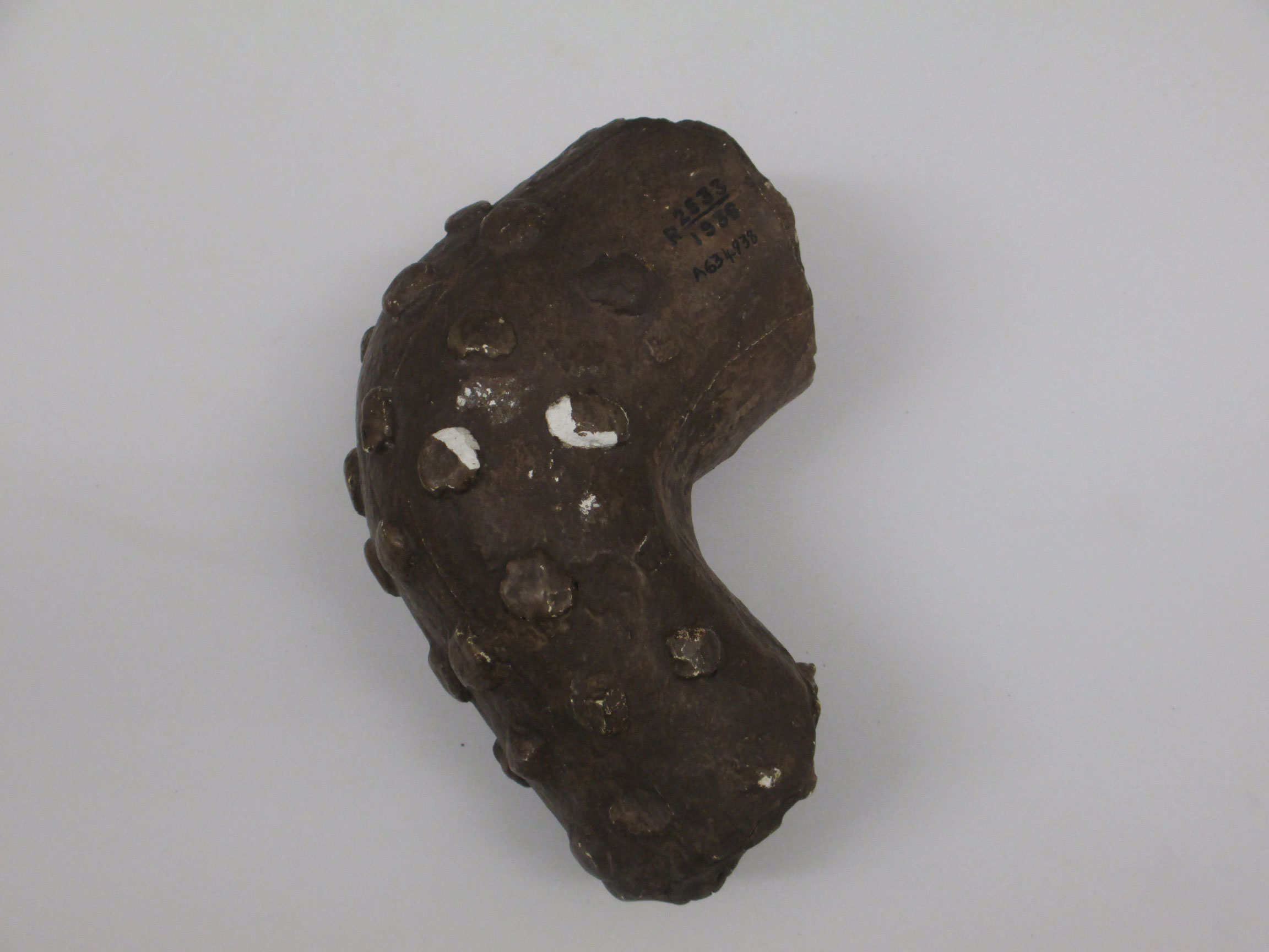 Plaster copy of Roman votive elbow covered in raised pustules. Credit: Science Museum