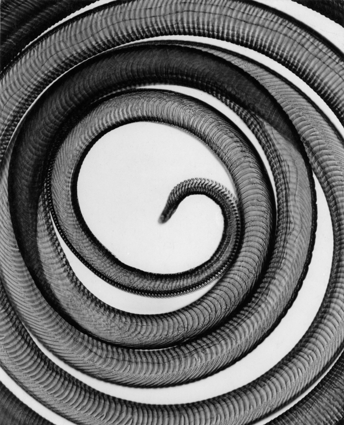 Proboscis of the Hummingbird Hawk Moth, 1928, Carl Strüwe © Carl Strüwe Archive, Bielefeld, Germany VG Bild-Kunst