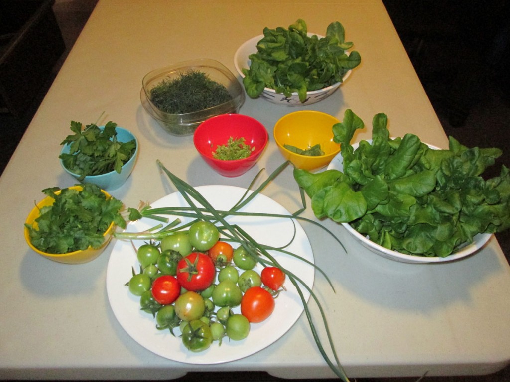 Salad grown on 'Mars'. Credit: HI-SEAS Crew III