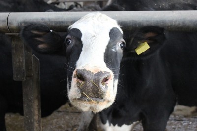 Researchers from the University of Essex have been using maths to uncover information about the health of dairy herds. Credit: Edward Codling