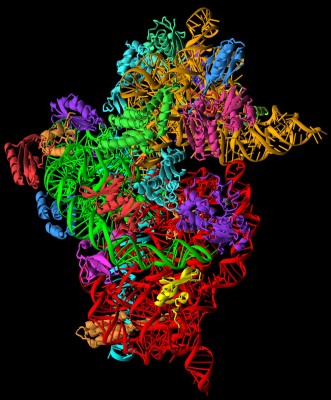 The 30S component, or 'brain' of the ribosome.