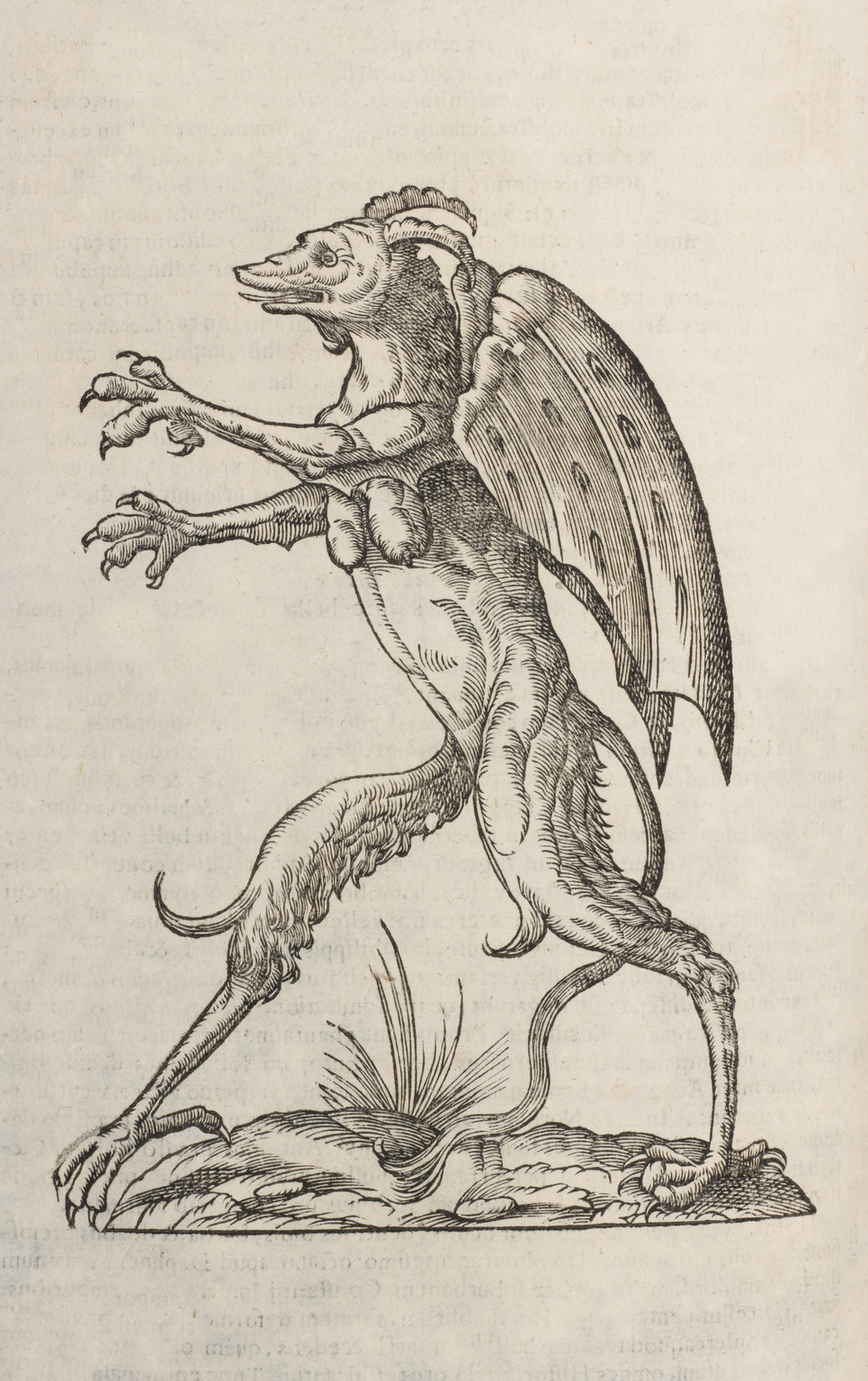 Monstrum alatum, & cornutum instar Cacodaemonis. Book: 'Monstrorum historia. Cum Paralipomenis historiae omnium