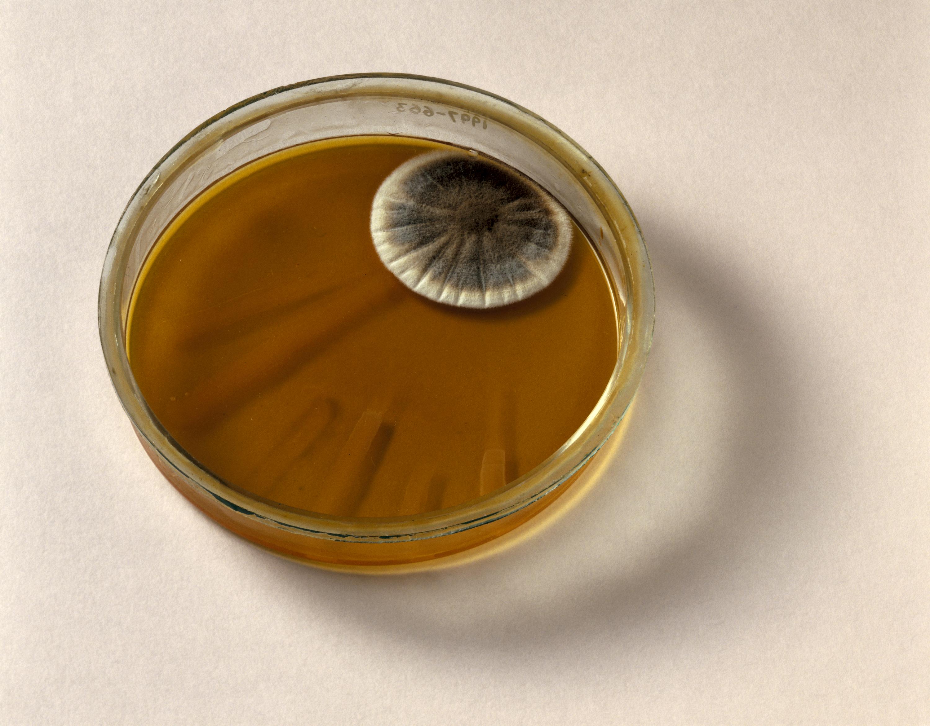 Penicillin is derived from a variety of mould. Finding new forms of life could lead to new medicines used to treat terrestrial diseases. 