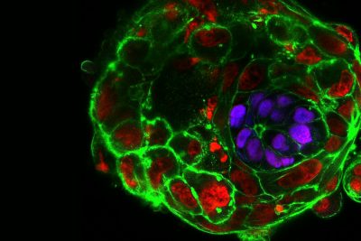 embryo-header-image-400x267.jpg
