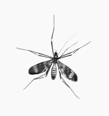 A black and white photo of a mosquito