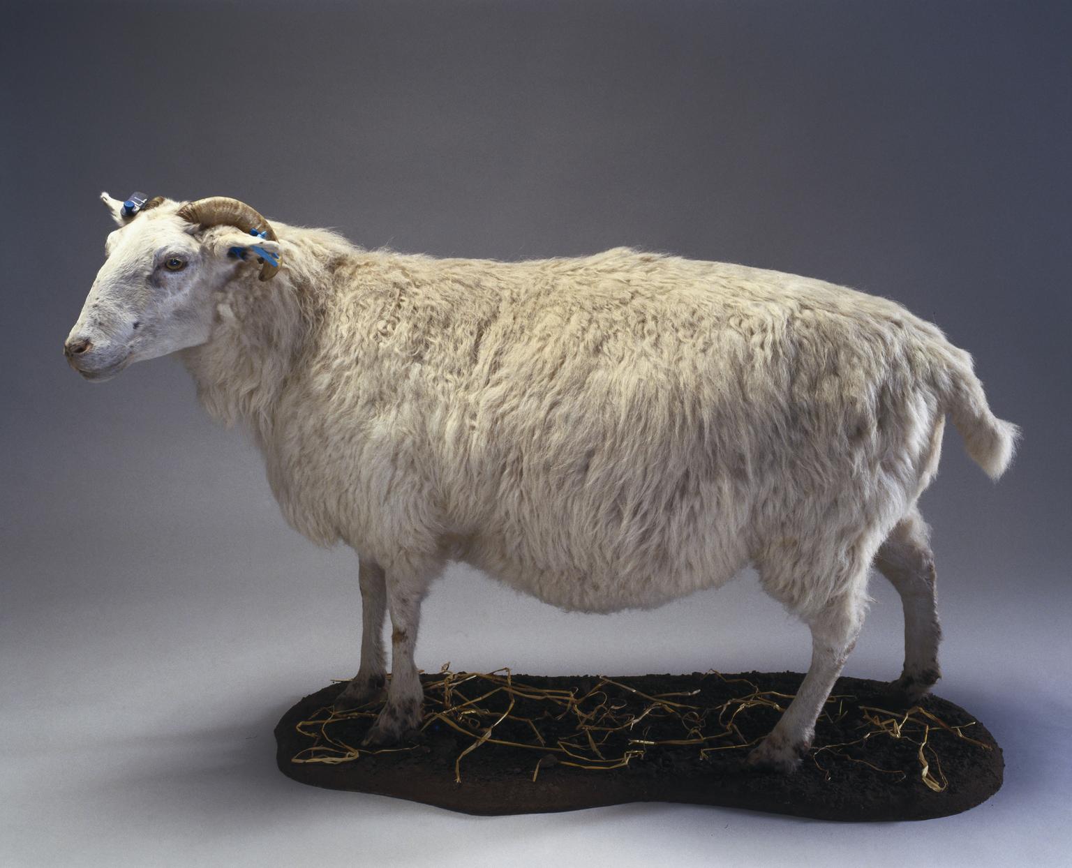 Tracy, a transgenic ewe.