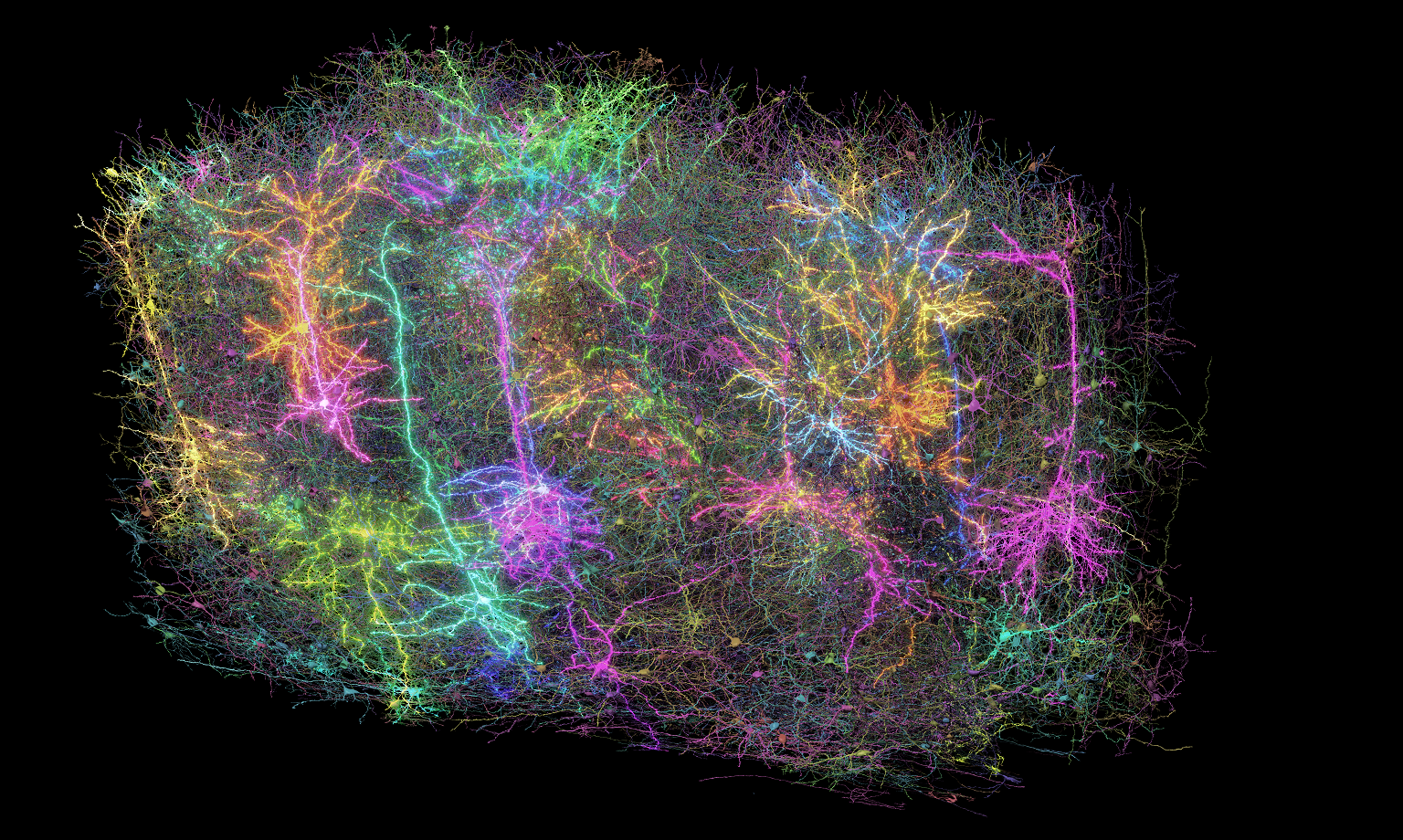The most complete map of a brain is unveiled today - Science Museum Blog