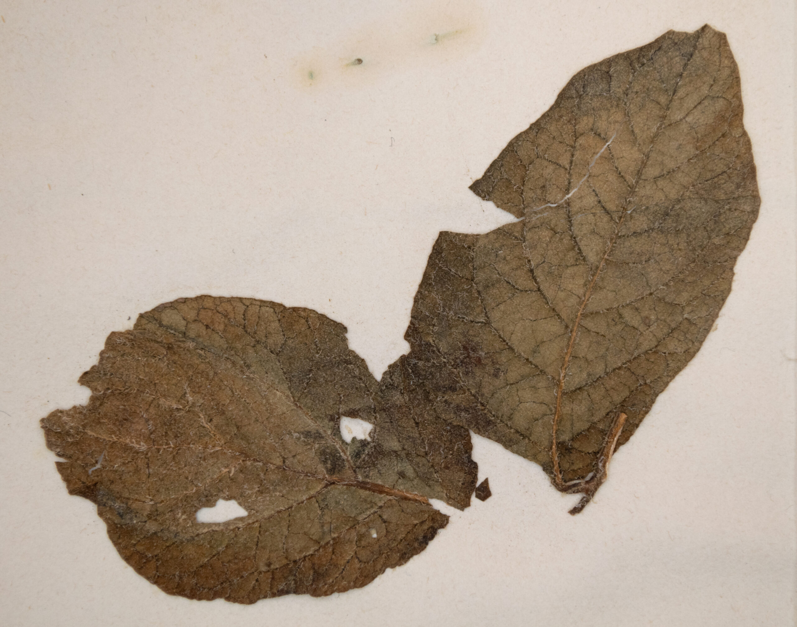 Potato leaf from Ireland, 1847.