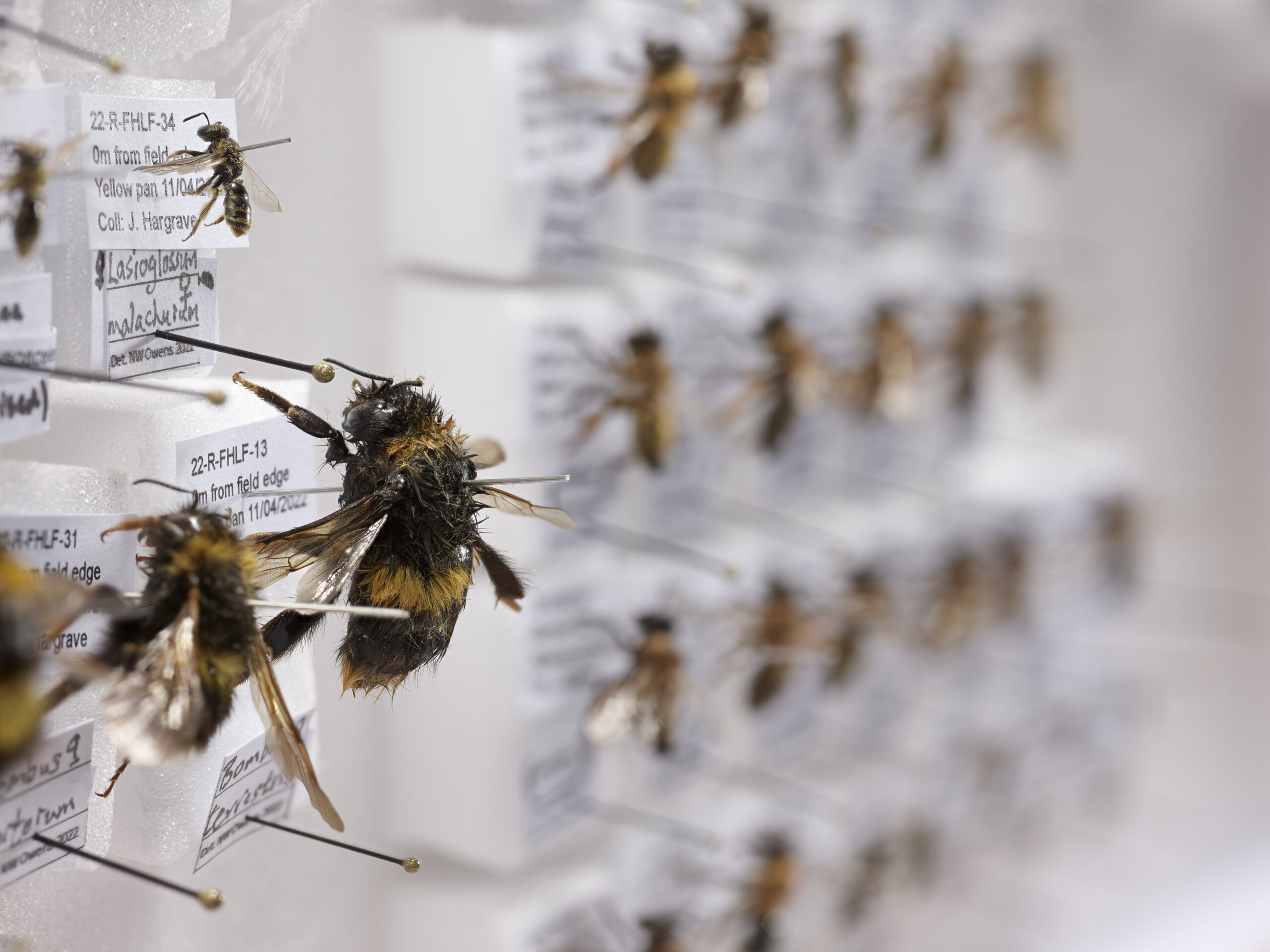 Bees collected as part of Prof Lynn Dicks' regenerative farming experiments. 