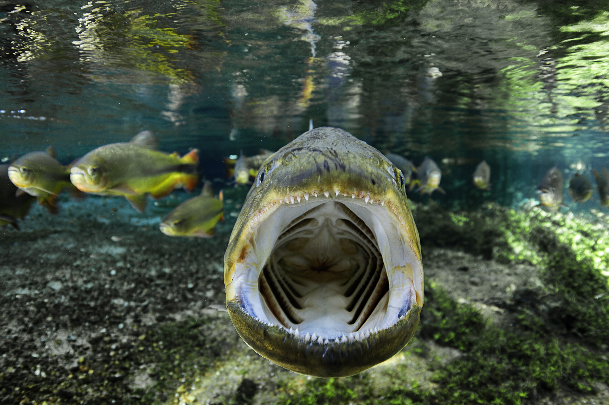 Dorado in the Olho-d’água River. 